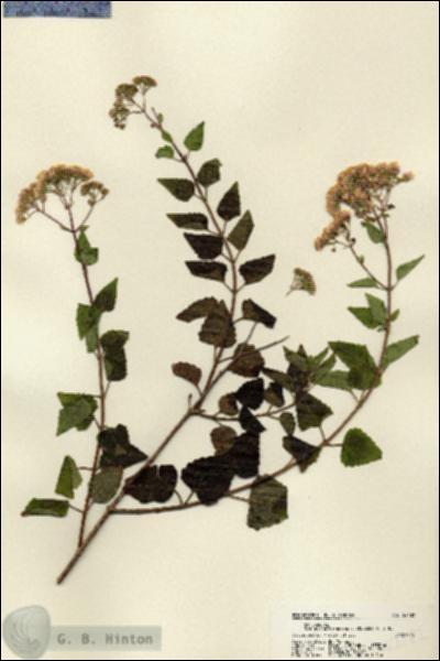 URN_catalog_HBHinton_herbarium_22182.jpg.jpg