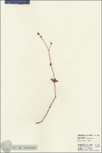 URN_catalog_HBHinton_herbarium_23995.jpg.jpg