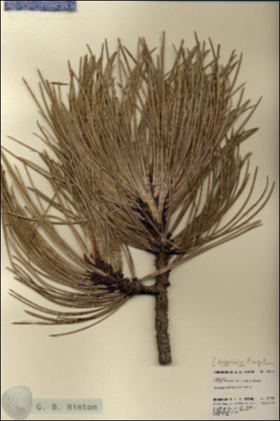 URN_catalog_HBHinton_herbarium_22052.jpg.jpg