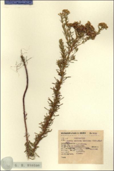 URN_catalog_HBHinton_herbarium_7932.jpg.jpg