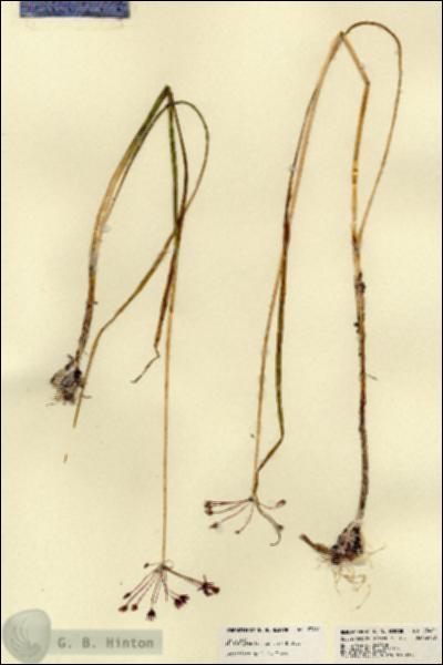 URN_catalog_HBHinton_herbarium_23461.jpg.jpg