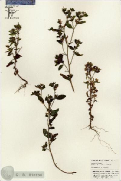 URN_catalog_HBHinton_herbarium_25635.jpg.jpg