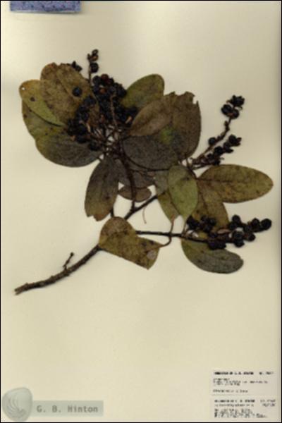 URN_catalog_HBHinton_herbarium_22642.jpg.jpg