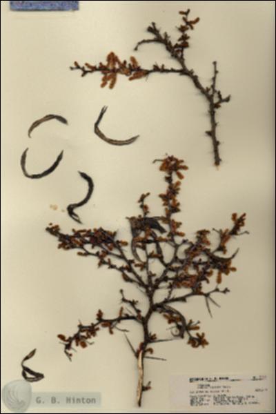 URN_catalog_HBHinton_herbarium_21774.jpg.jpg