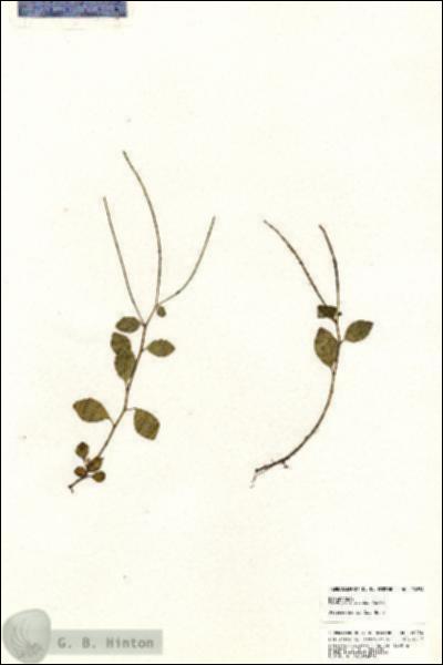 URN_catalog_HBHinton_herbarium_20854.jpg.jpg