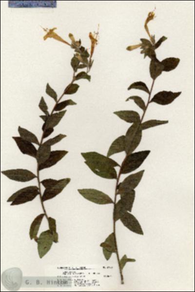 URN_catalog_HBHinton_herbarium_21026.jpg.jpg