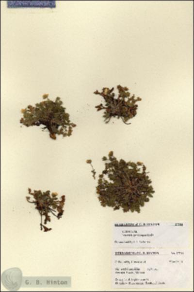 URN_catalog_HBHinton_herbarium_27544.jpg.jpg