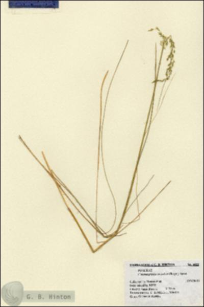 URN_catalog_HBHinton_herbarium_4622.jpg.jpg