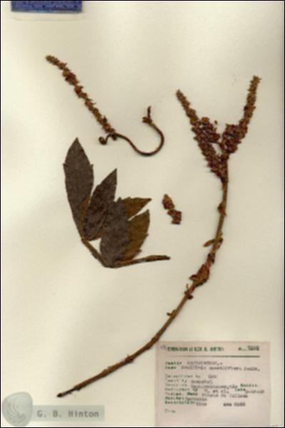 URN_catalog_HBHinton_herbarium_7522.jpg.jpg