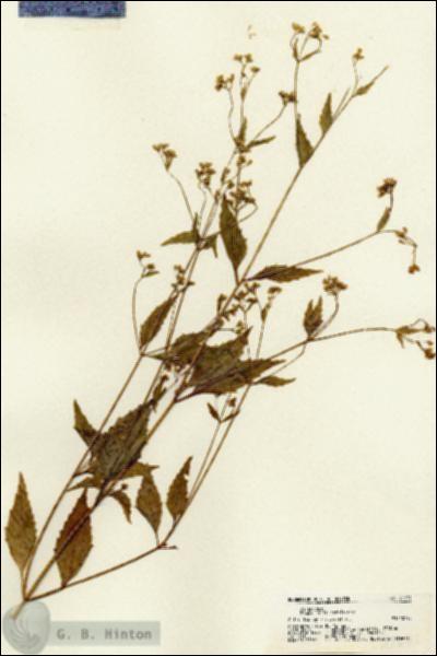 URN_catalog_HBHinton_herbarium_21671.jpg.jpg
