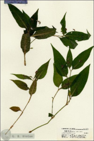 URN_catalog_HBHinton_herbarium_21349.jpg.jpg