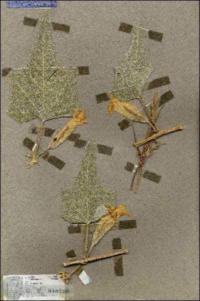 URN_catalog_HBHinton_herbarium_19510.jpg.jpg