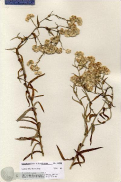 URN_catalog_HBHinton_herbarium_20888.jpg.jpg