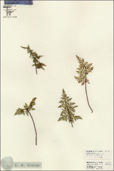 URN_catalog_HBHinton_herbarium_26131.jpg.jpg