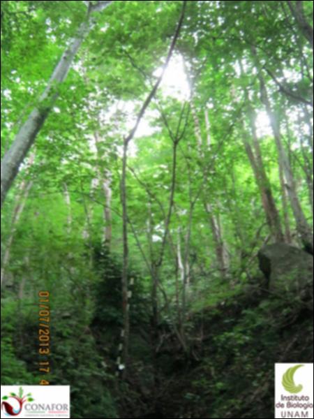 77515_S1_ARC_20130630_001_001.jpg.jpg