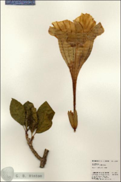 URN_catalog_HBHinton_herbarium_22931.jpg.jpg