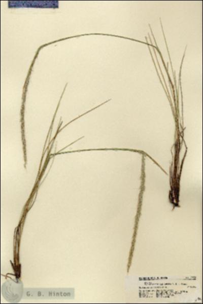 URN_catalog_HBHinton_herbarium_21531.jpg.jpg