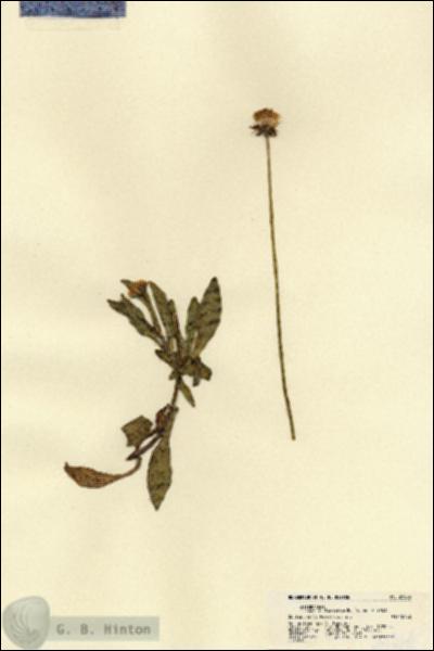 URN_catalog_HBHinton_herbarium_21566.jpg.jpg