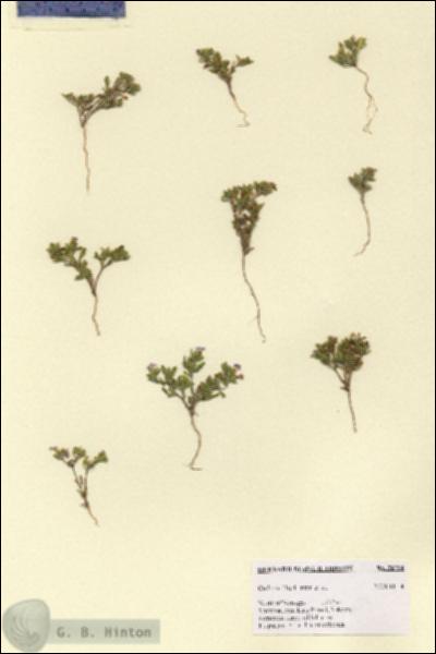 URN_catalog_HBHinton_herbarium_28794.jpg.jpg