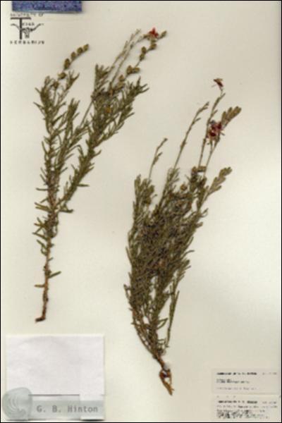 URN_catalog_HBHinton_herbarium_25427.jpg.jpg