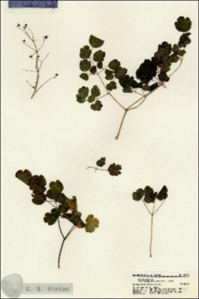 URN_catalog_HBHinton_herbarium_21303.jpg.jpg