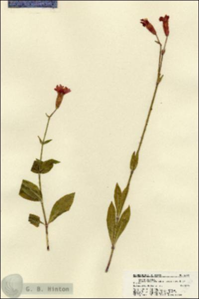 URN_catalog_HBHinton_herbarium_22396.jpg.jpg