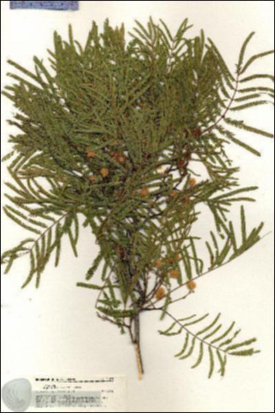 URN_catalog_HBHinton_herbarium_21078.jpg.jpg