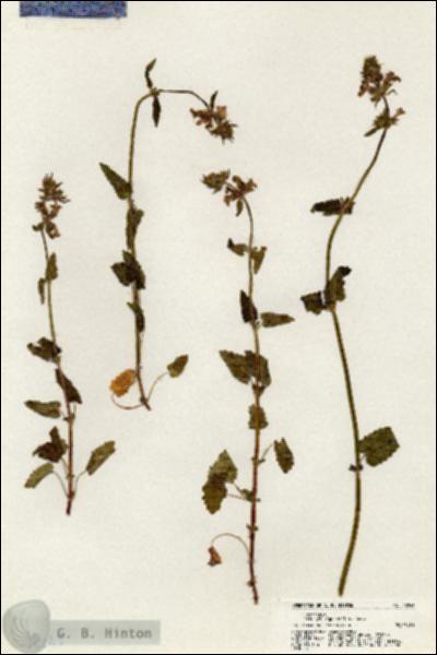 URN_catalog_HBHinton_herbarium_20243.jpg.jpg