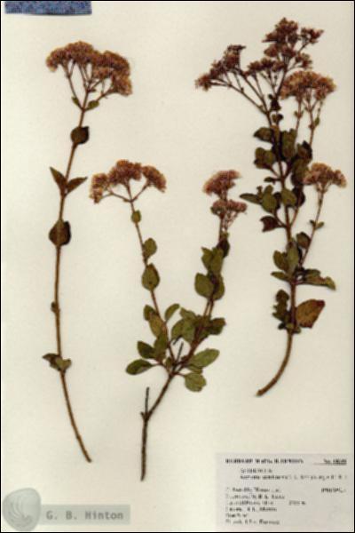 URN_catalog_HBHinton_herbarium_18346.jpg.jpg