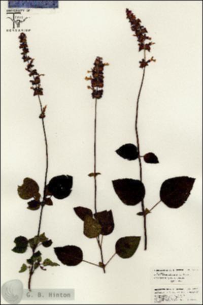 URN_catalog_HBHinton_herbarium_26350.jpg.jpg