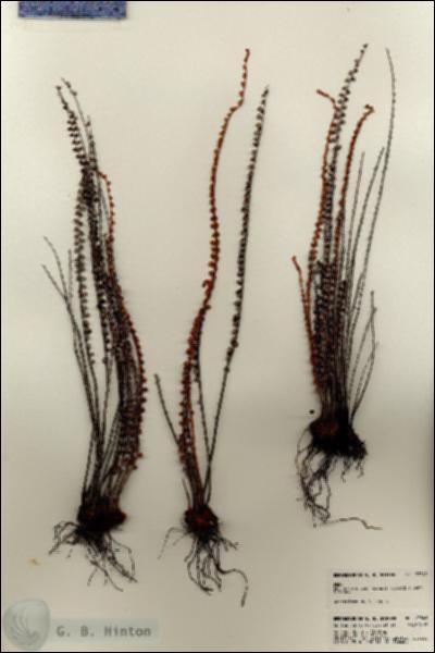 URN_catalog_HBHinton_herbarium_23349.jpg.jpg