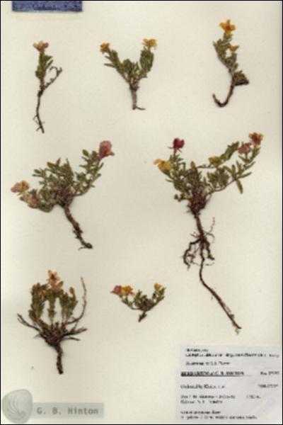 URN_catalog_HBHinton_herbarium_27197.jpg.jpg