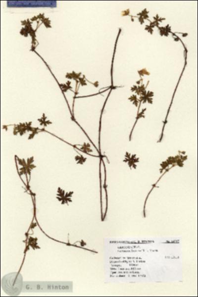 URN_catalog_HBHinton_herbarium_14787.jpg.jpg