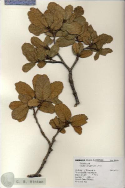 URN_catalog_HBHinton_herbarium_20146.jpg.jpg