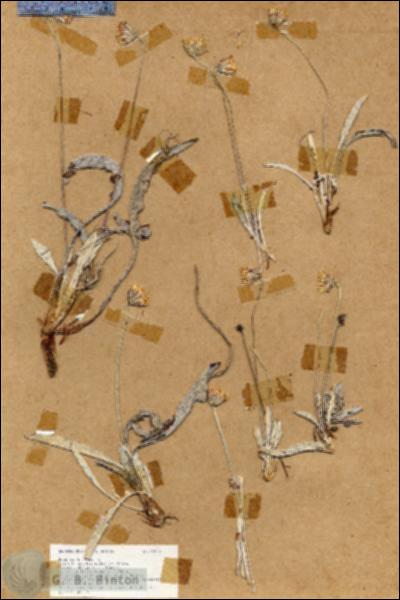 URN_catalog_HBHinton_herbarium_18958.jpg.jpg