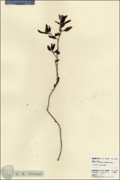 URN_catalog_HBHinton_herbarium_22876.jpg.jpg