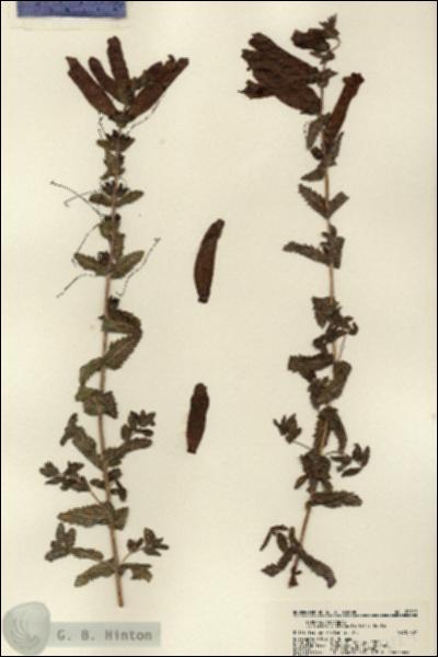 URN_catalog_HBHinton_herbarium_22129.jpg.jpg