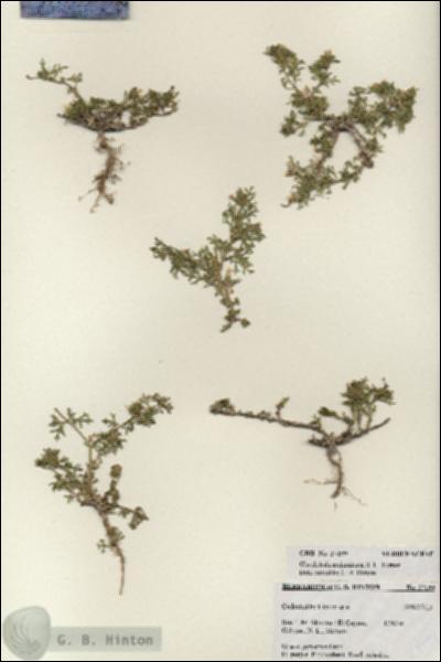 URN_catalog_HBHinton_herbarium_27199.jpg.jpg