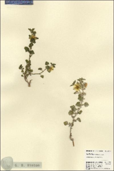 URN_catalog_HBHinton_herbarium_21977.jpg.jpg