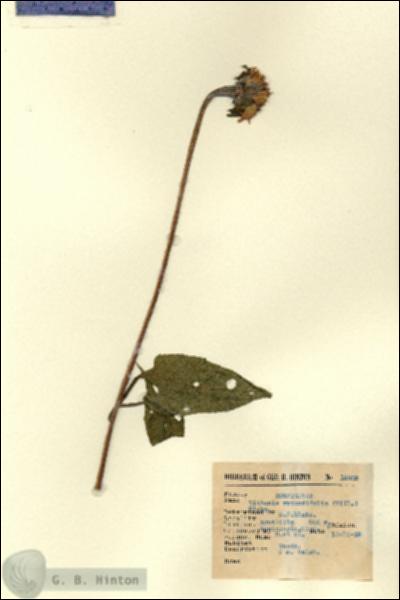 URN_catalog_HBHinton_herbarium_15308.jpg.jpg