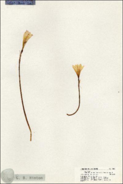 URN_catalog_HBHinton_herbarium_20389.jpg.jpg