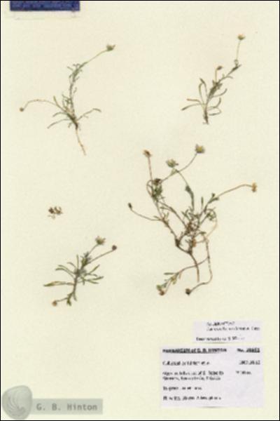 URN_catalog_HBHinton_herbarium_28651.jpg.jpg