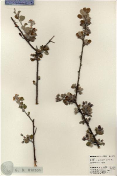 URN_catalog_HBHinton_herbarium_23724.jpg.jpg