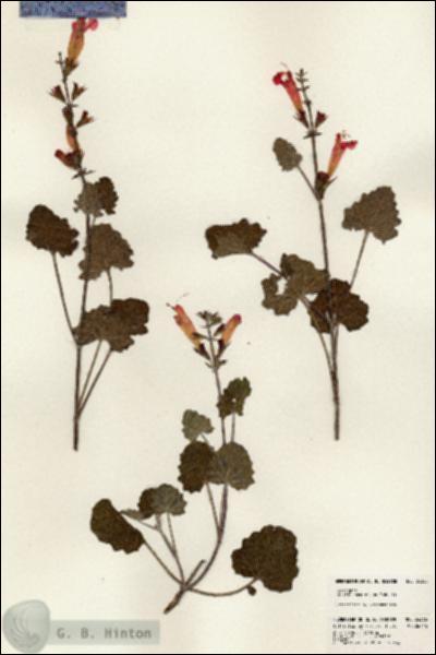 URN_catalog_HBHinton_herbarium_24366.jpg.jpg
