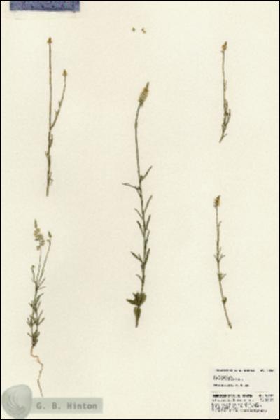 URN_catalog_HBHinton_herbarium_24257.jpg.jpg