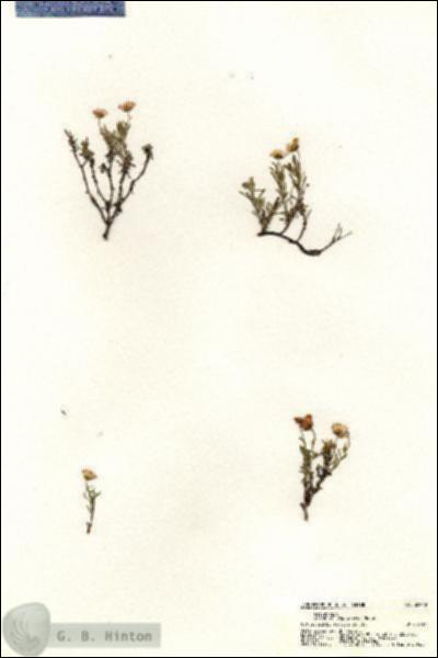URN_catalog_HBHinton_herbarium_20949.jpg.jpg