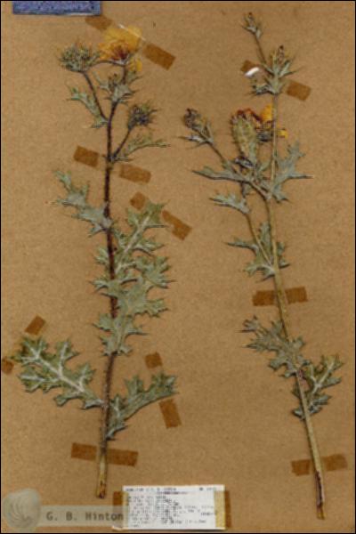 URN_catalog_HBHinton_herbarium_18146.jpg.jpg