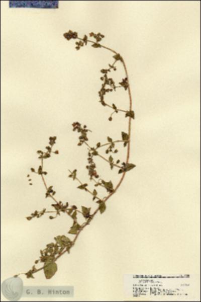 URN_catalog_HBHinton_herbarium_21526.jpg.jpg