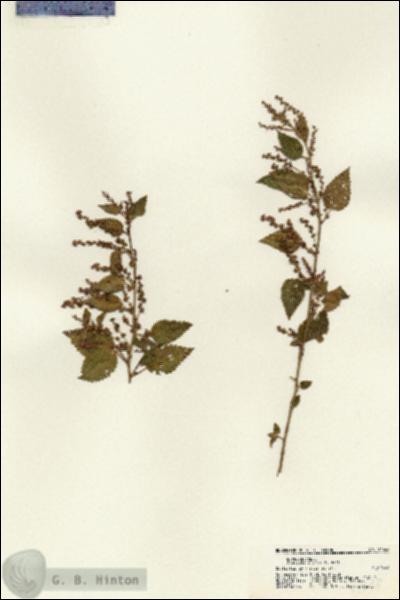 URN_catalog_HBHinton_herbarium_21648.jpg.jpg