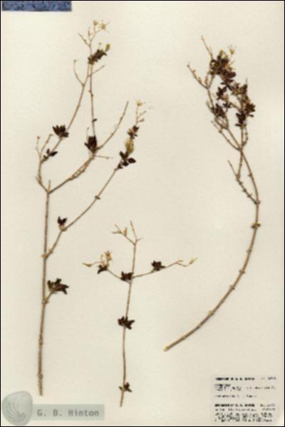URN_catalog_HBHinton_herbarium_24763.jpg.jpg